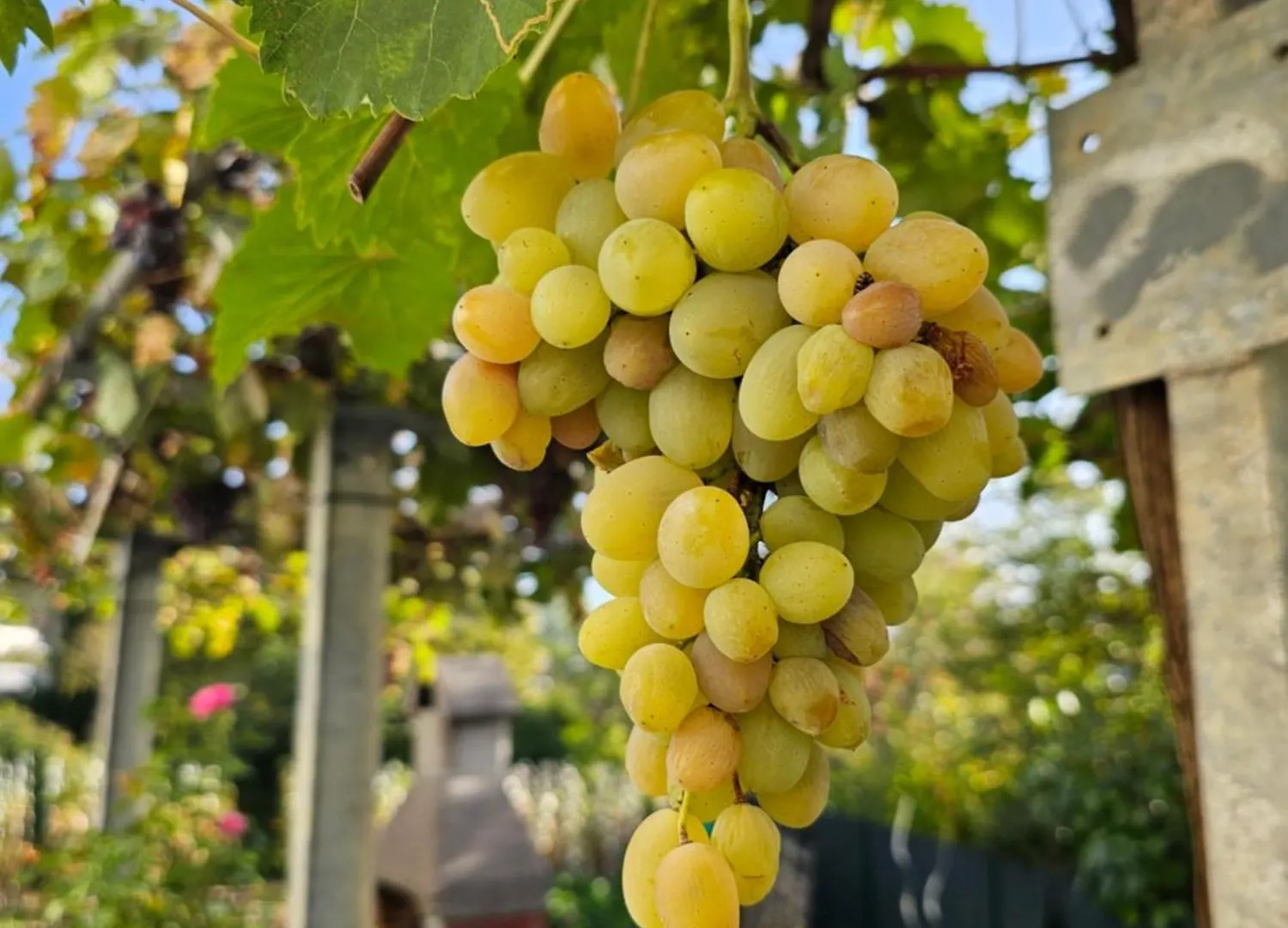 Apartmán Erhol 'Dich Am Berg Vídeň